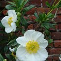 Carpenteria californica fleur
